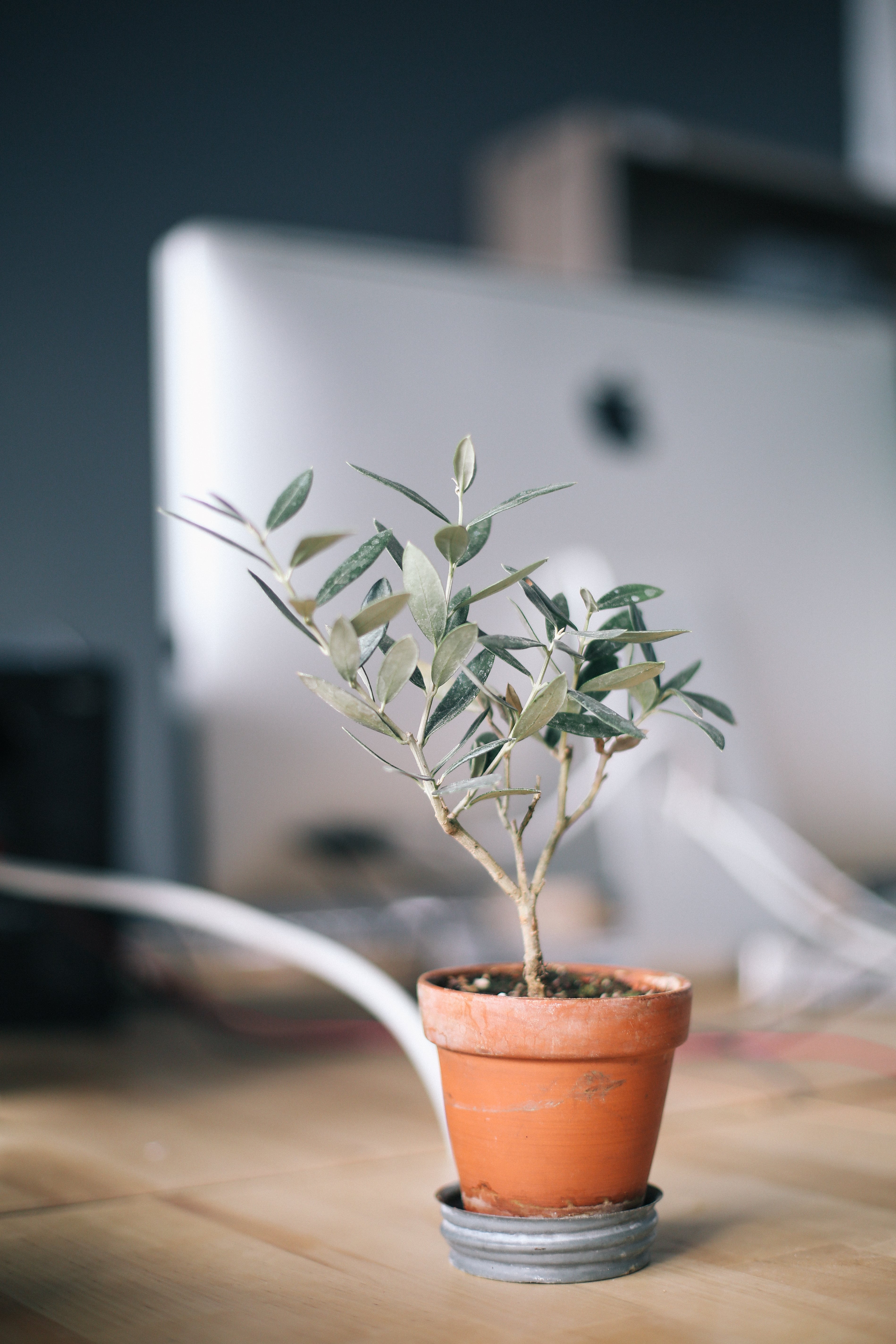 indoor plant growing in terracotta pot
