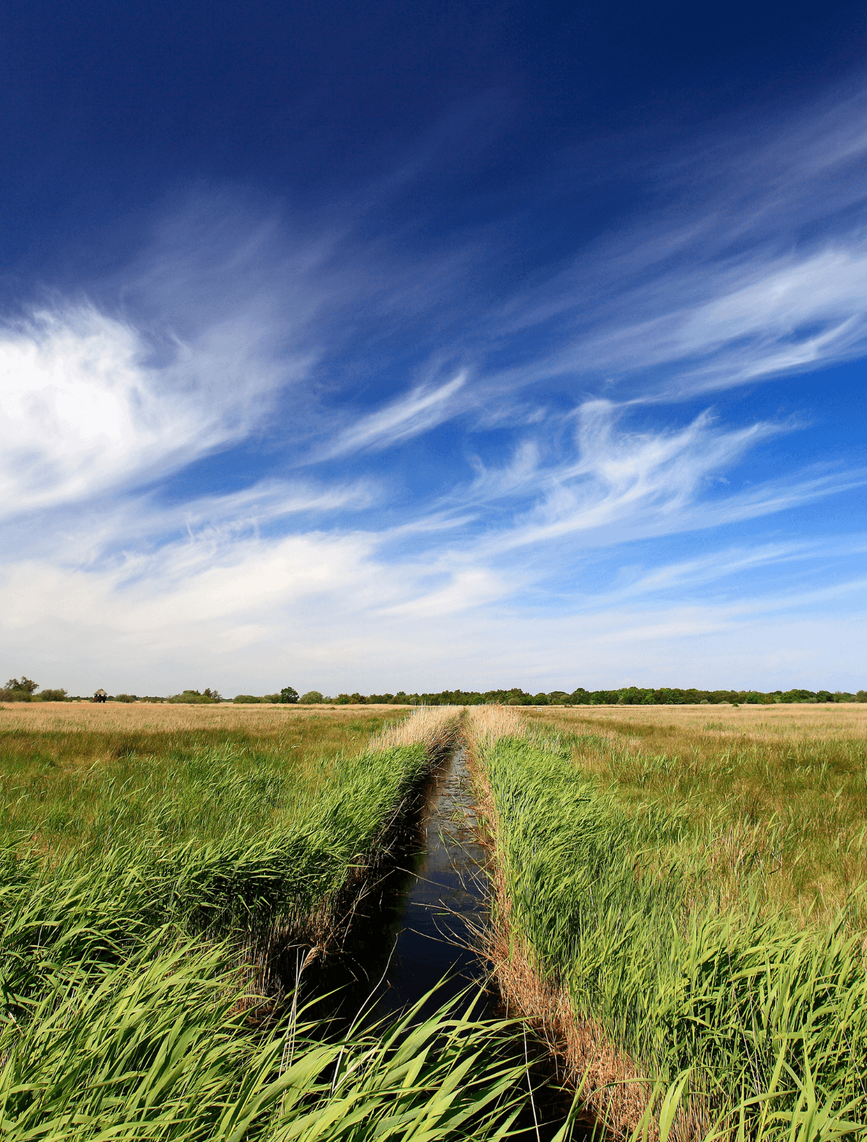 norfolk broads running through fields